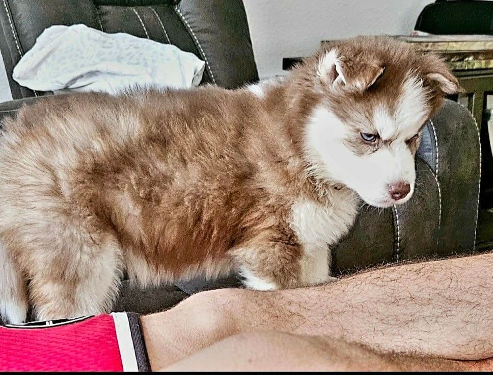 Siberian Husky Puppies breeder image 8