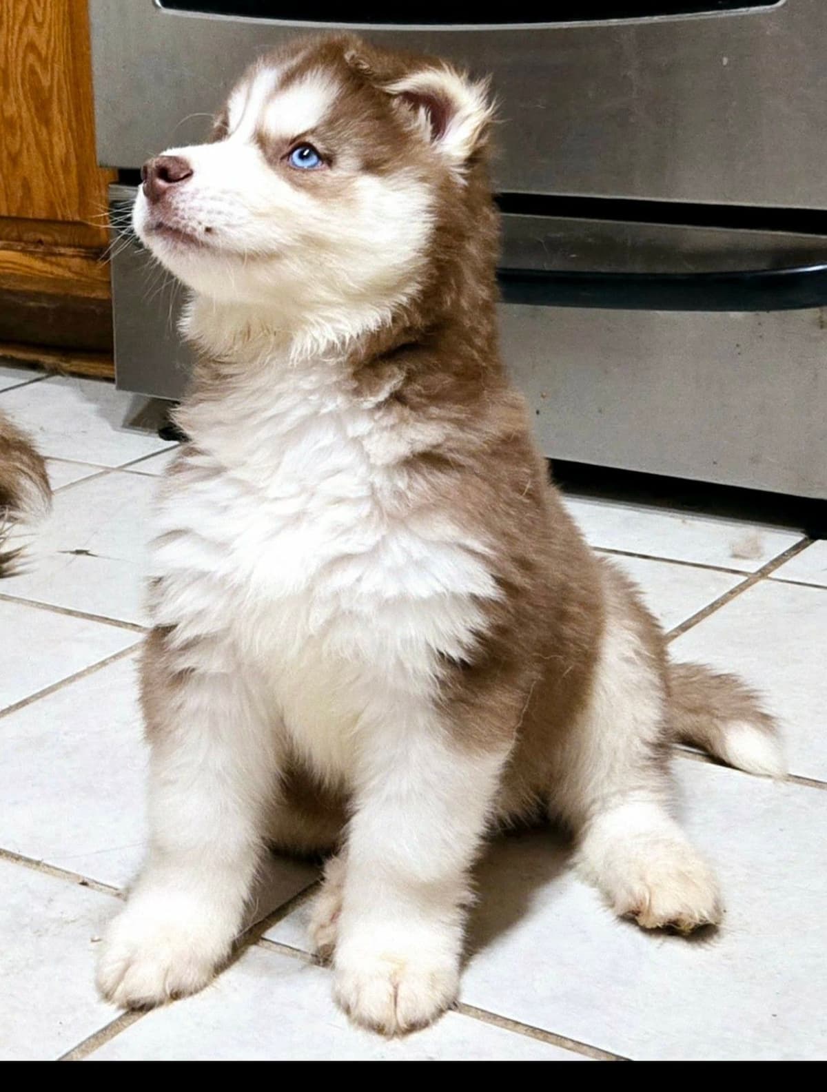 Siberian Husky Puppies breeder image 9