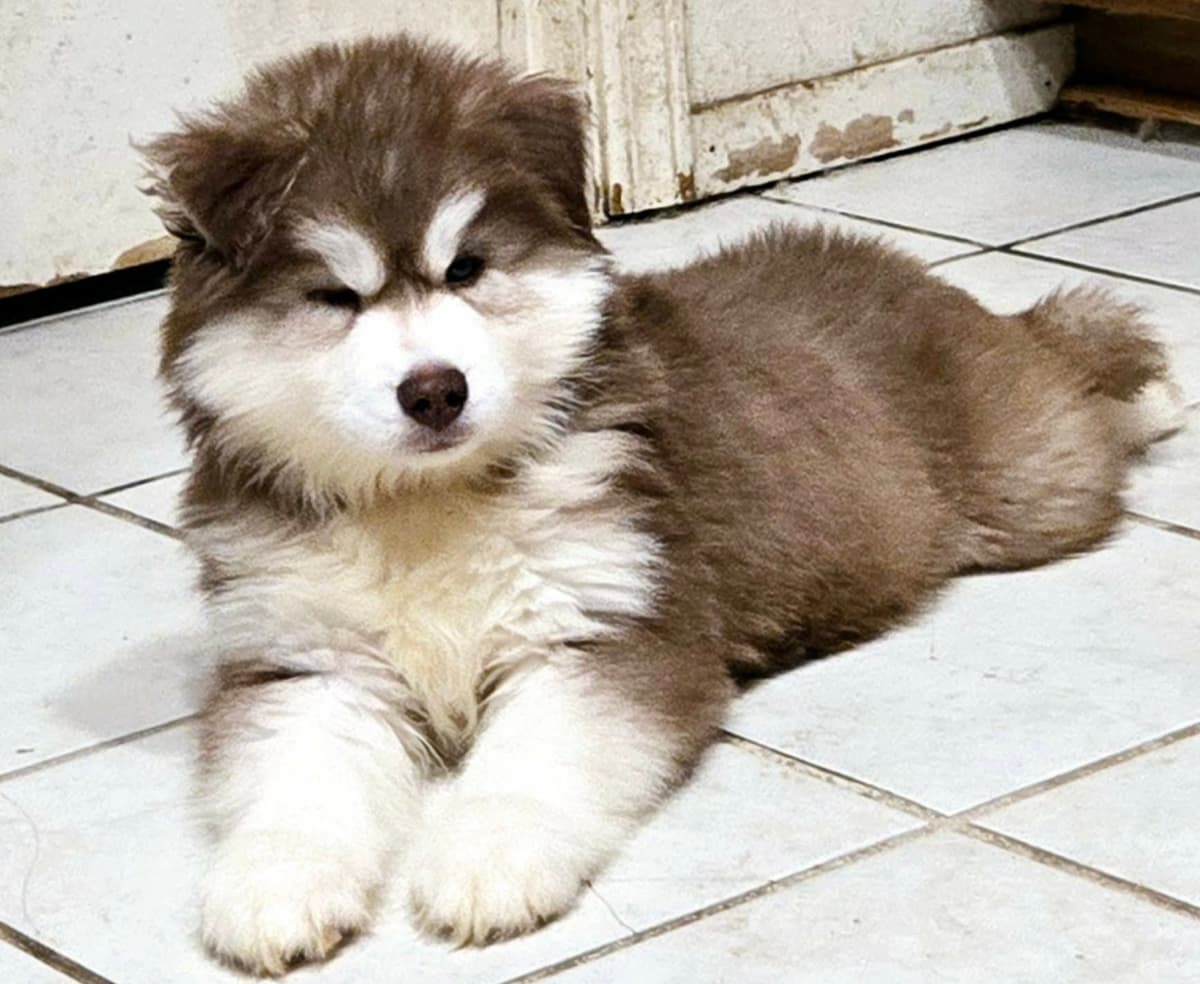 Siberian Husky Puppies breeder image 11