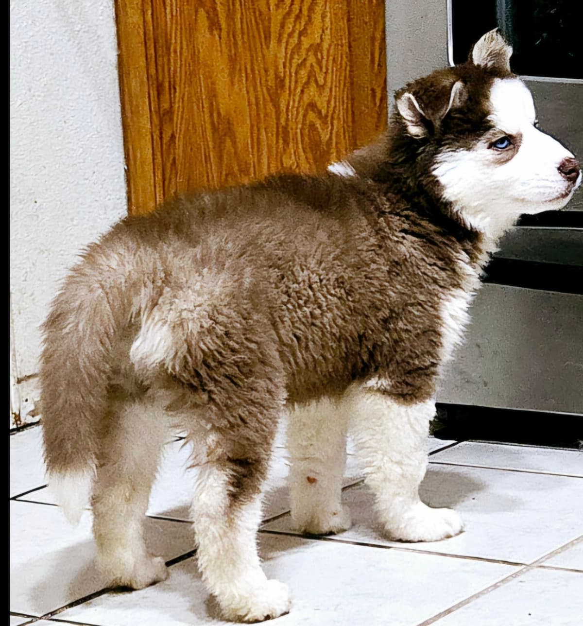Siberian Husky Puppies breeder image 12
