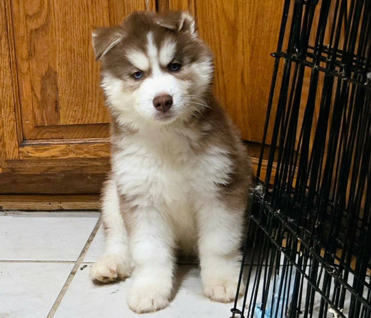 Siberian Husky Puppies breeder image 15
