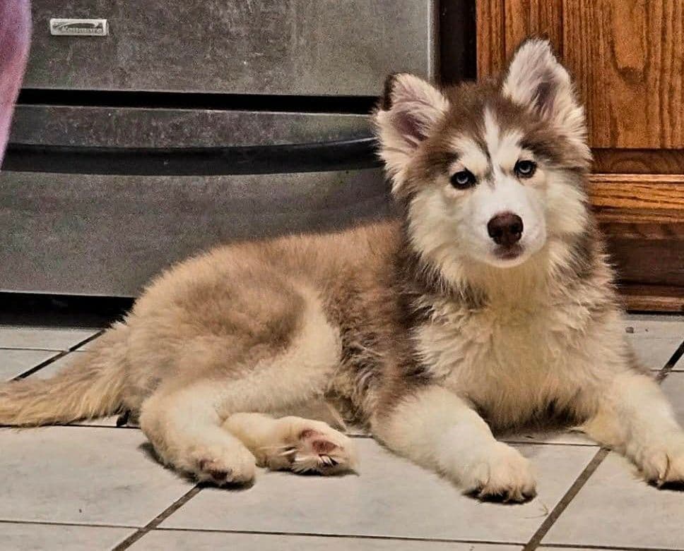 Siberian Husky Puppies breeder image 14