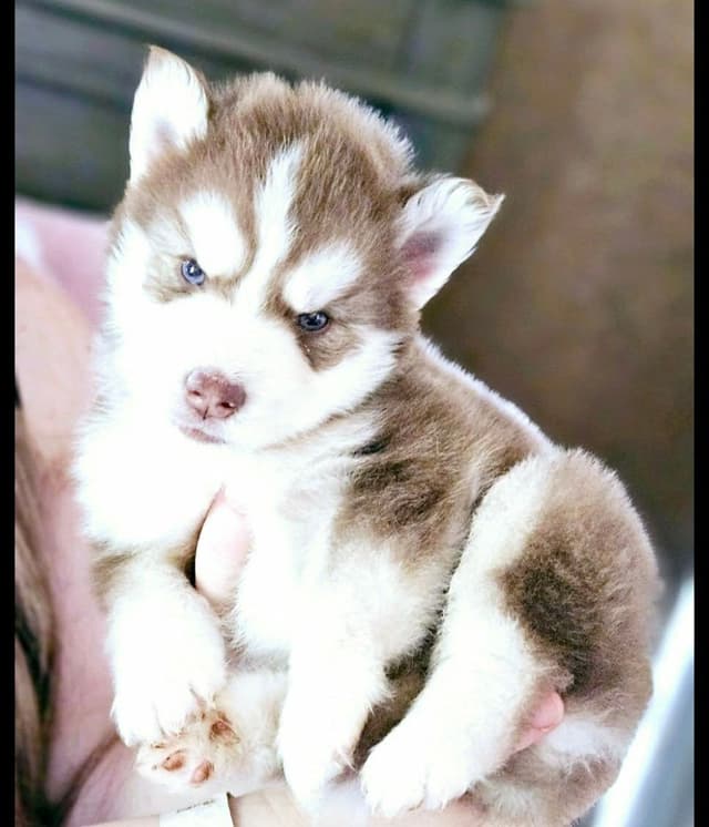 Siberian Husky Puppies media 3