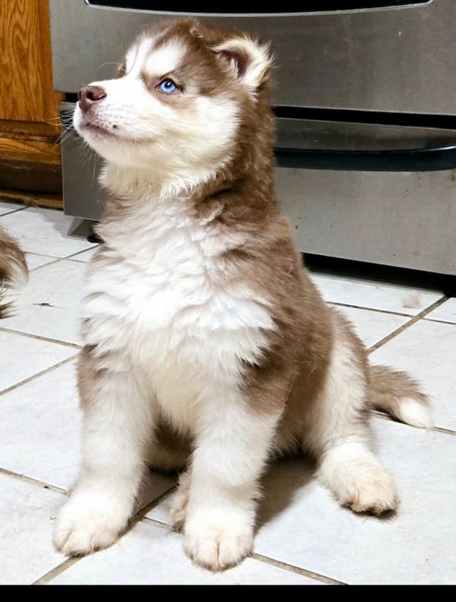 Siberian Husky Puppies media 5