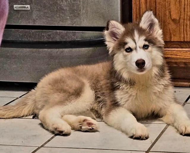 Siberian Husky Puppies media 6