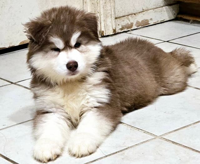 Siberian Husky Puppies media 9