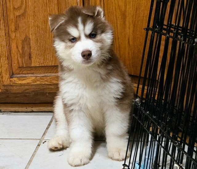 Siberian Husky Puppies media 11