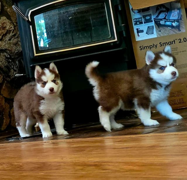 Siberian Husky Puppies media 12