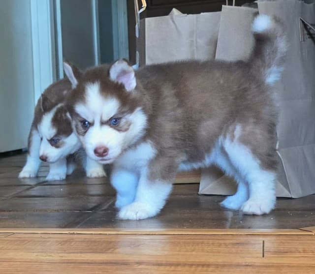 Siberian Husky Puppies media 13