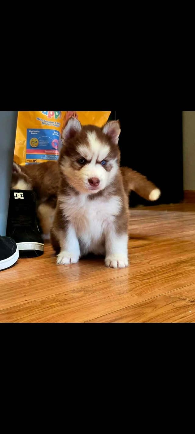 Siberian Husky Puppies media 14