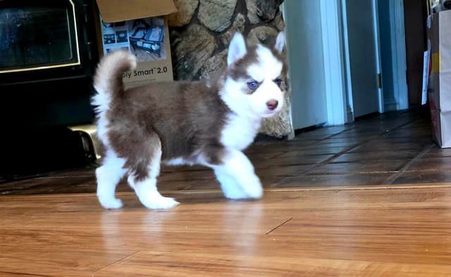Siberian Husky Puppies media 15