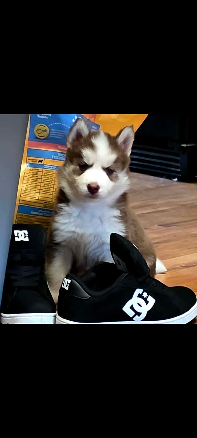 Siberian Husky Puppies media 16
