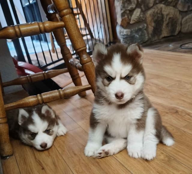 Siberian Husky Puppies media 17