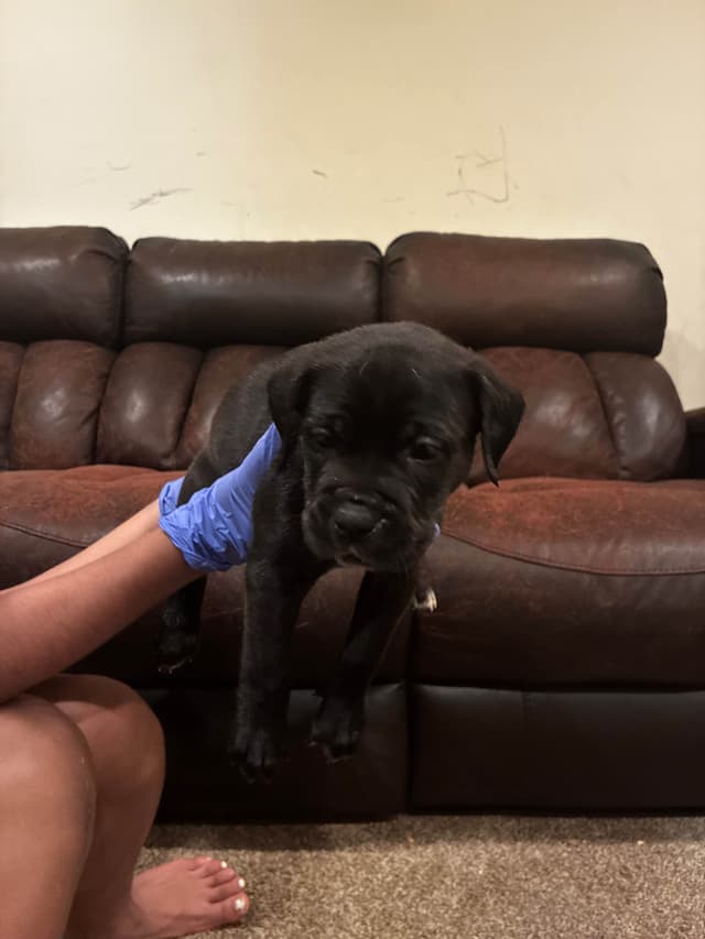 Cane Corso Puppies media 3