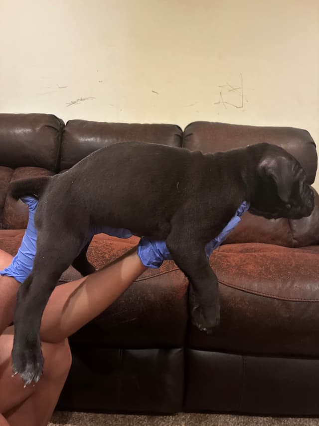 Cane Corso Puppies media 8