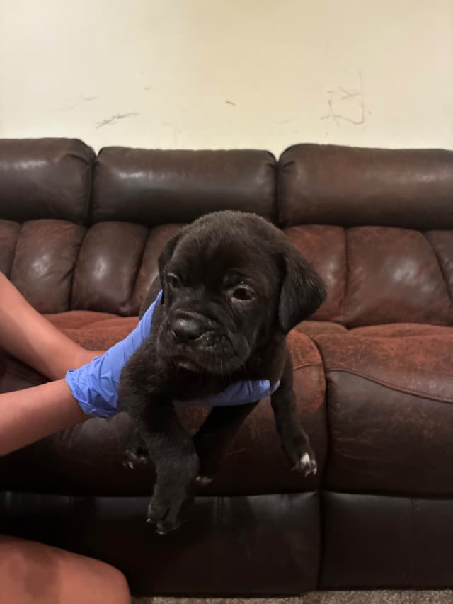 Cane Corso Puppies media 9