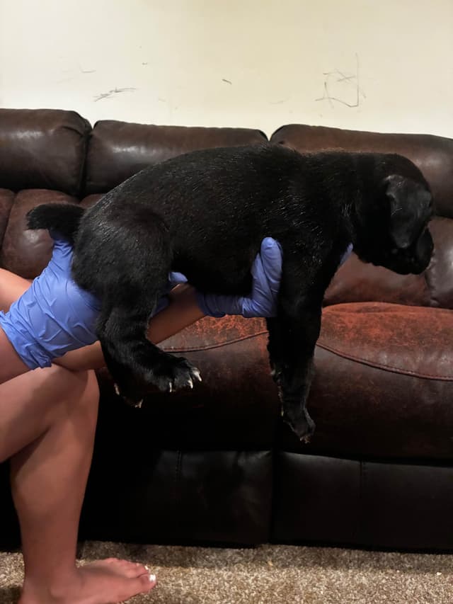 Cane Corso Puppies media 10