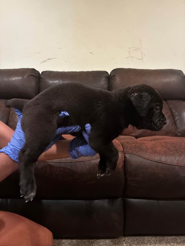 Cane Corso Puppies media 4