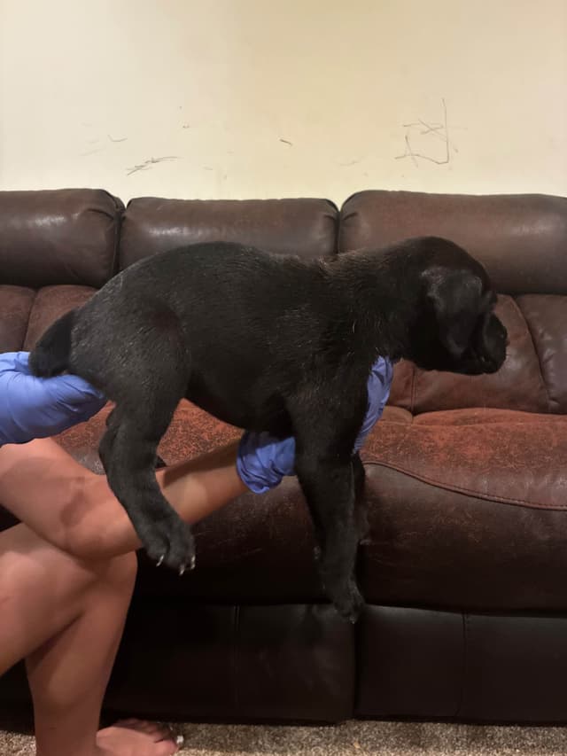 Cane Corso Puppies media 6