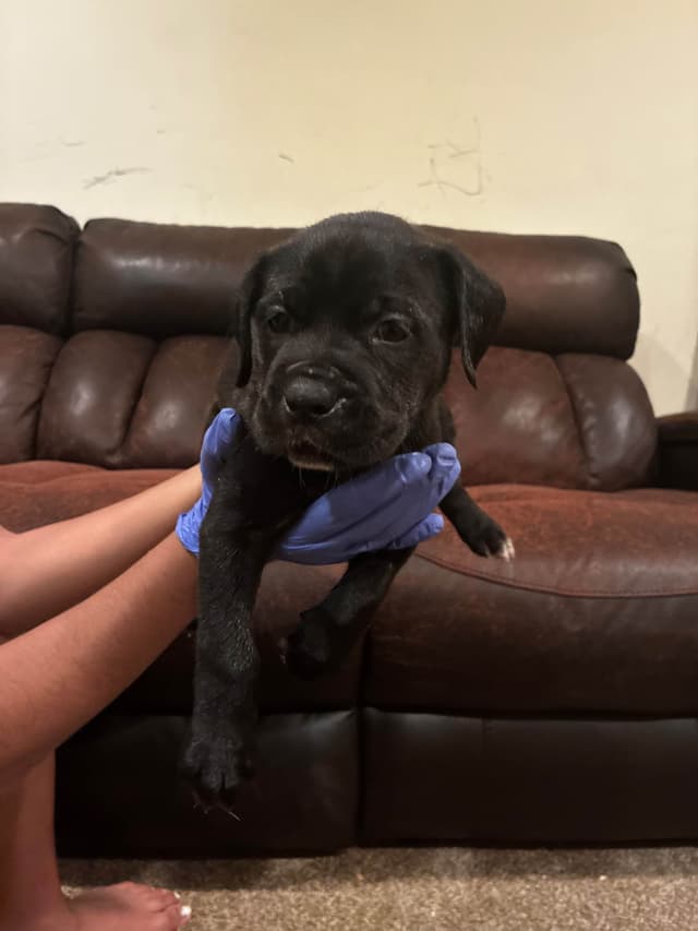 Cane Corso Puppies media 7
