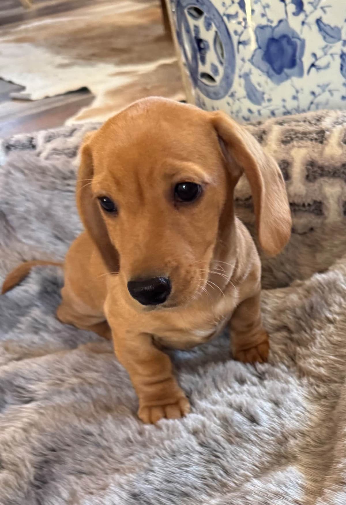 Dachshund Puppies breeder image 3