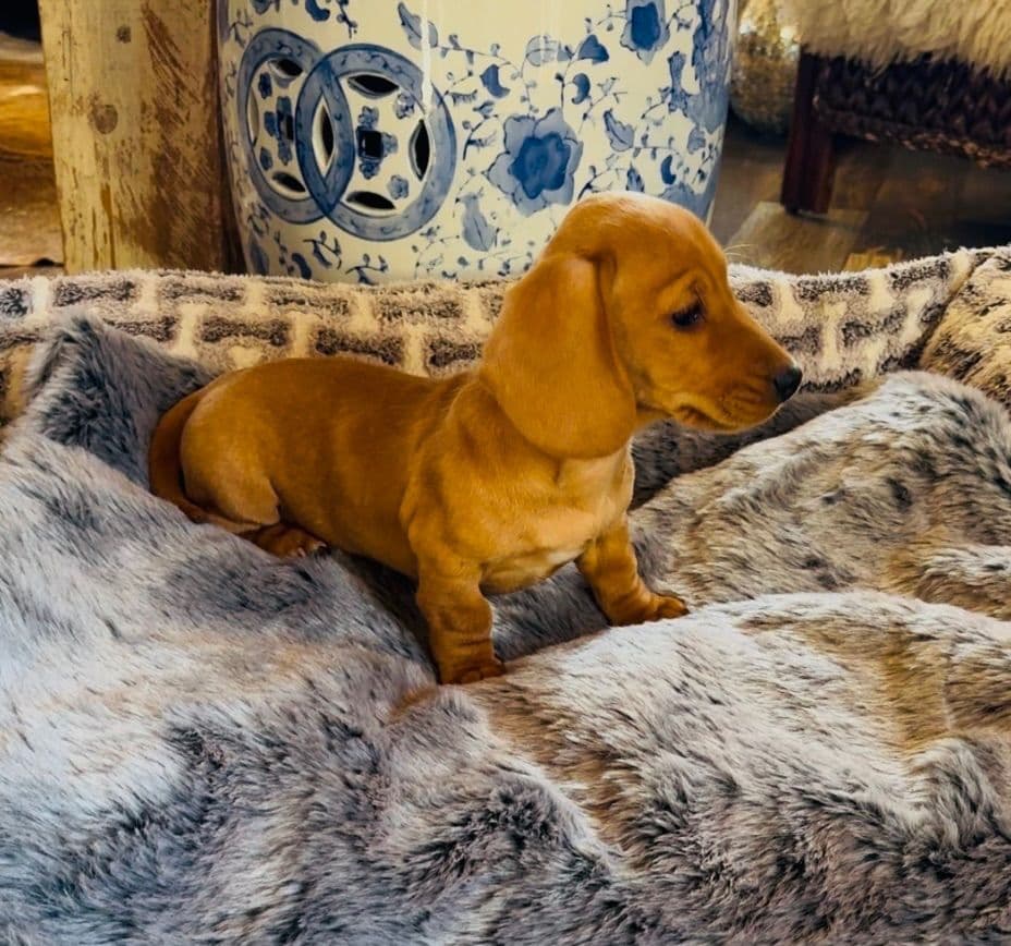 Dachshund Puppies breeder image 1