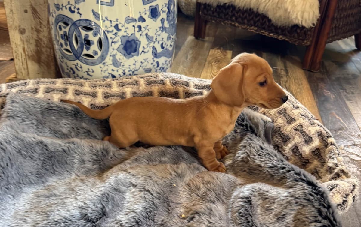 Dachshund Puppies breeder image 2