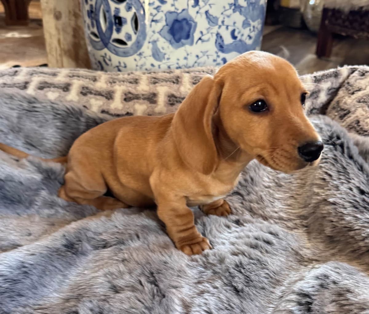 Dachshund Puppies breeder image 4