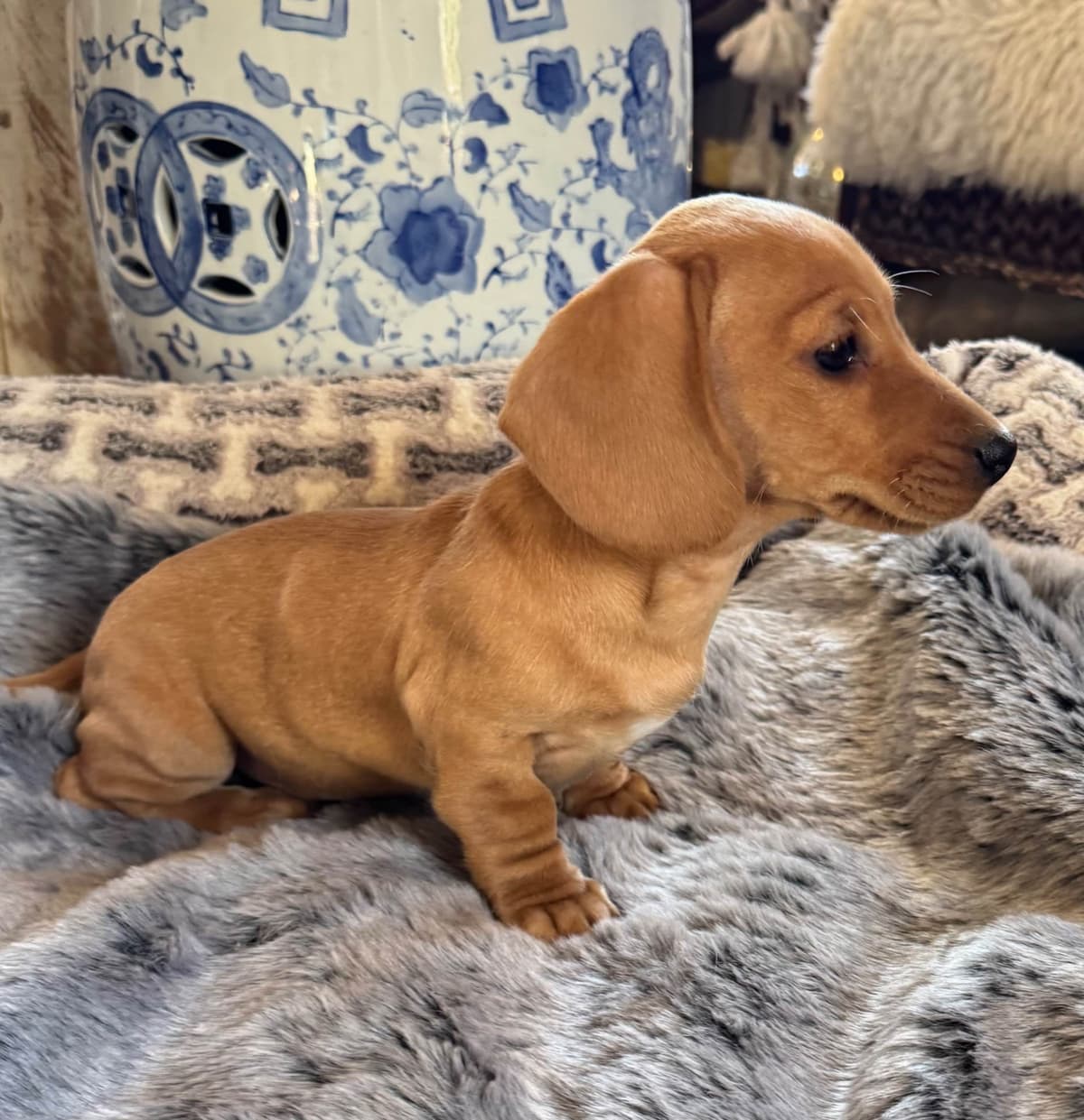 Dachshund Puppies breeder image 5