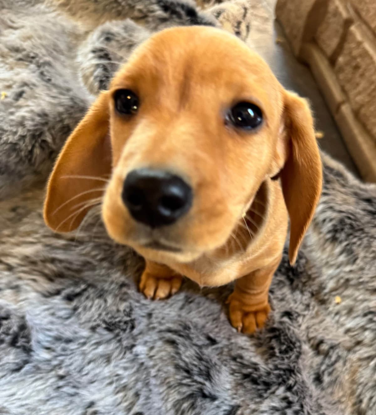 Dachshund Puppies breeder image 6