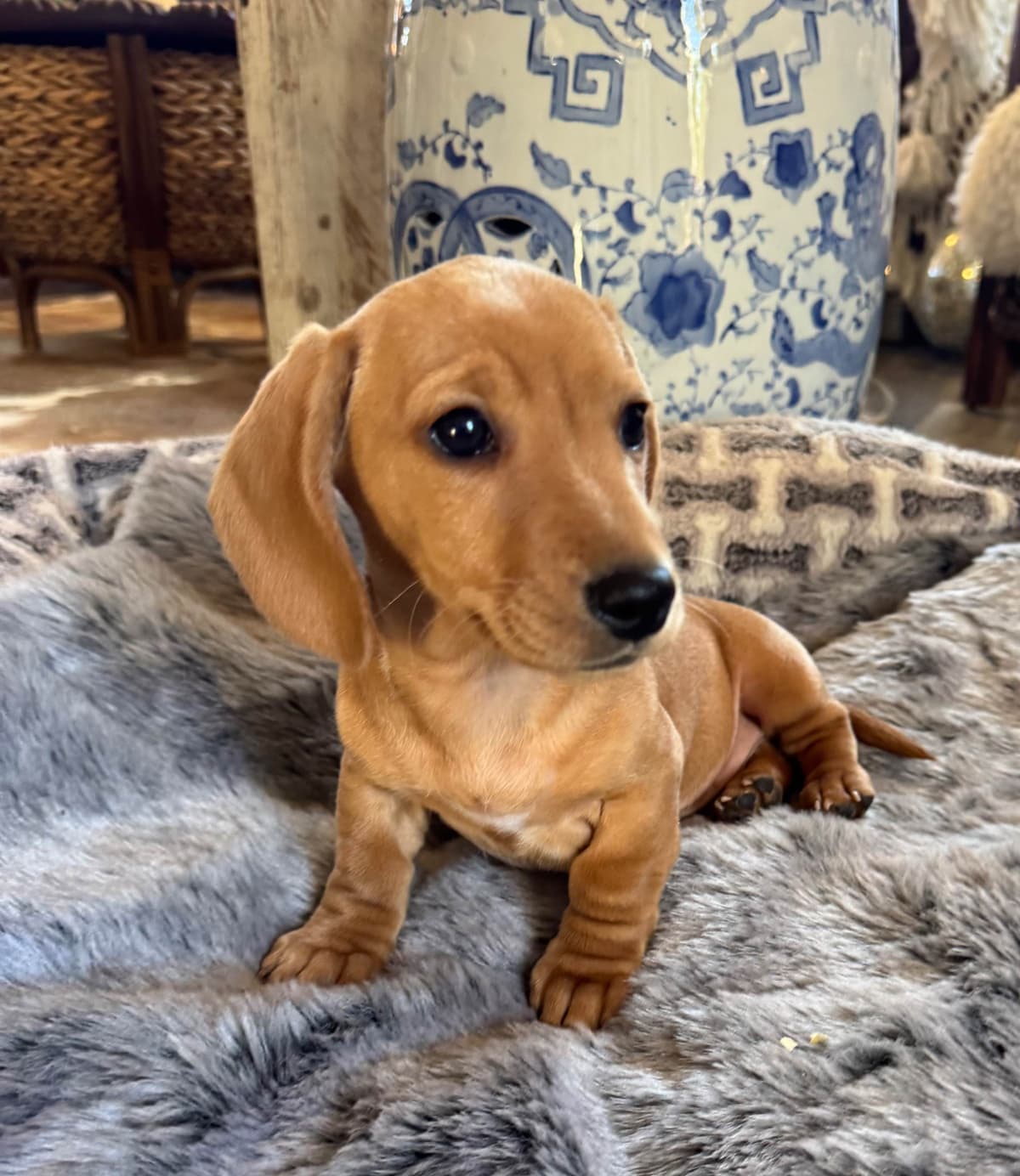 Dachshund Puppies breeder image 7
