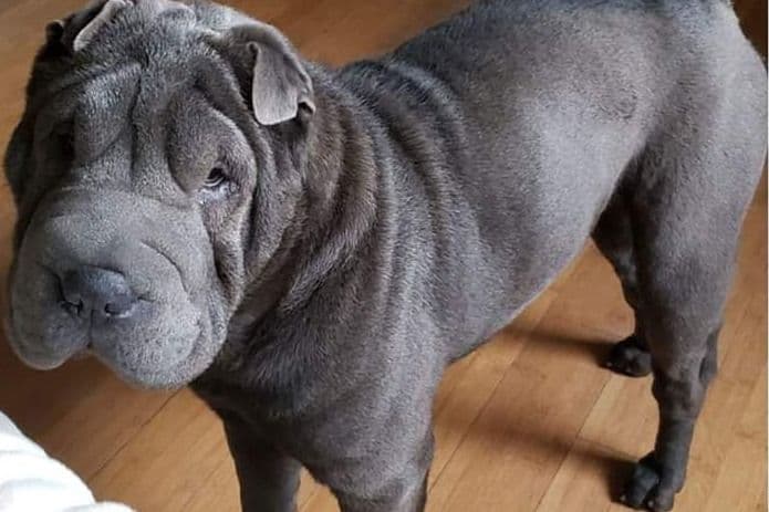 Chinese Shar-Pei Puppies breeder image 1