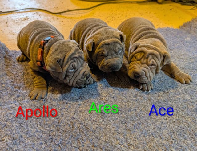 Chinese Shar-Pei Puppies media 2
