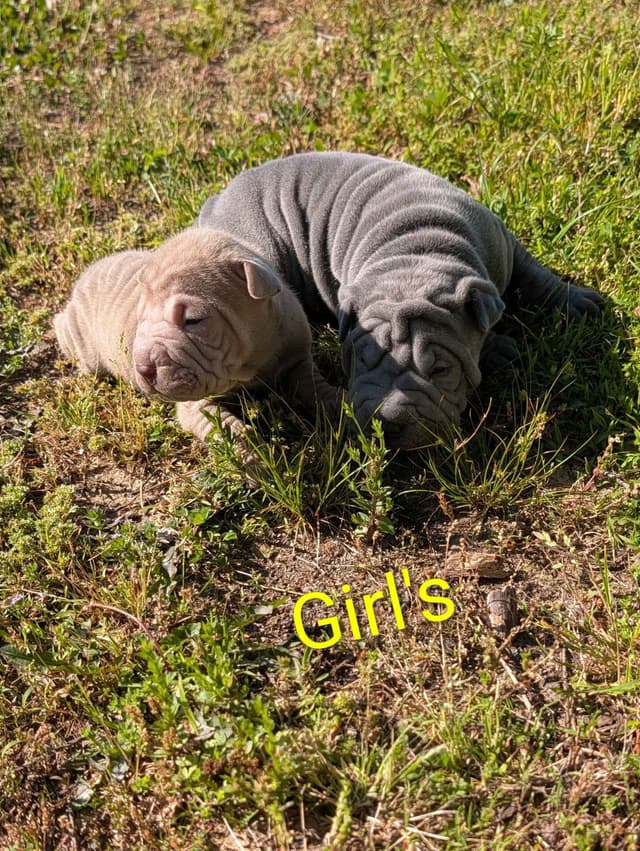 Chinese Shar-Pei Puppies media 3