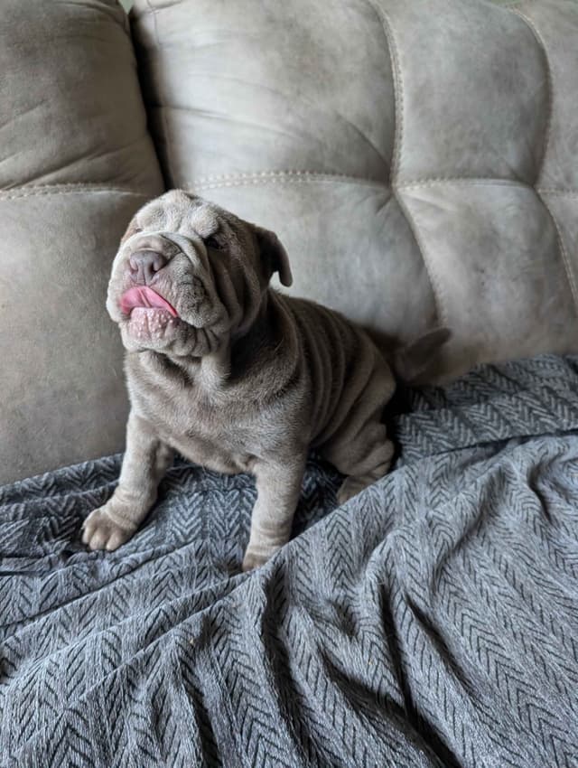 Chinese Shar-Pei Puppies media 5