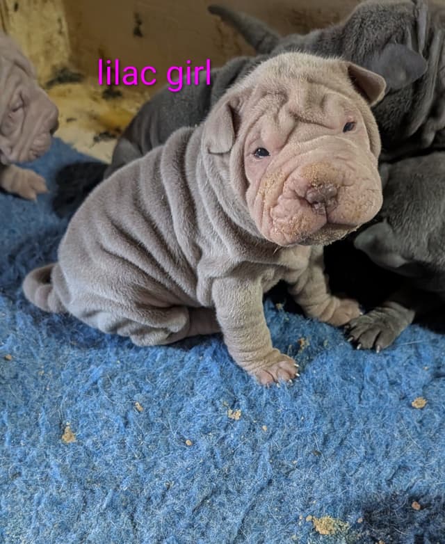 Chinese Shar-Pei Puppies media 4