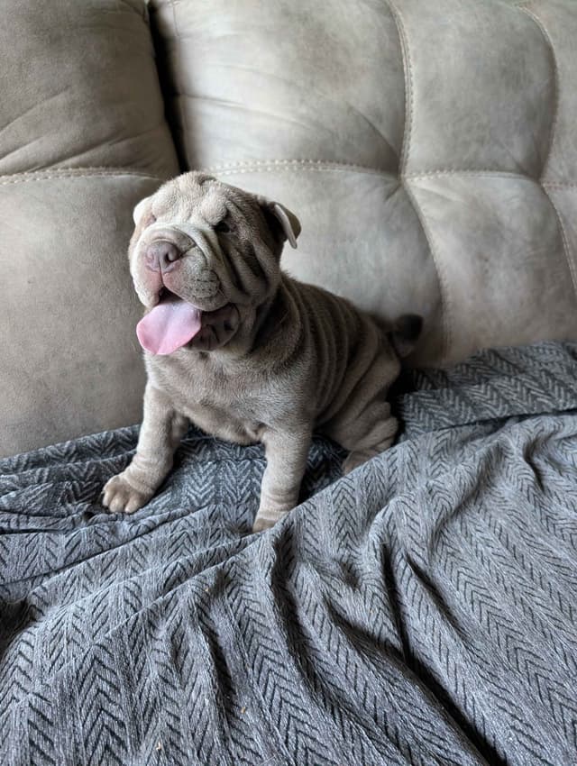 Chinese Shar-Pei Puppies media 6