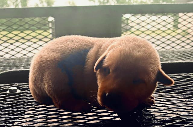 Labrador Retriever Puppies media 2