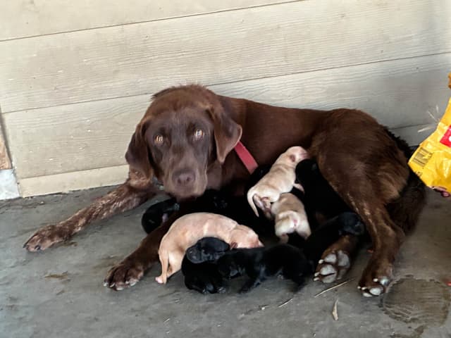Labrador Retriever Puppies media 4