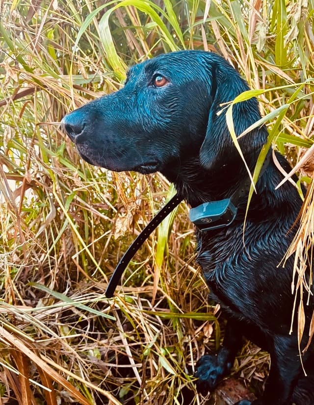 Labrador Retriever Puppies media 5