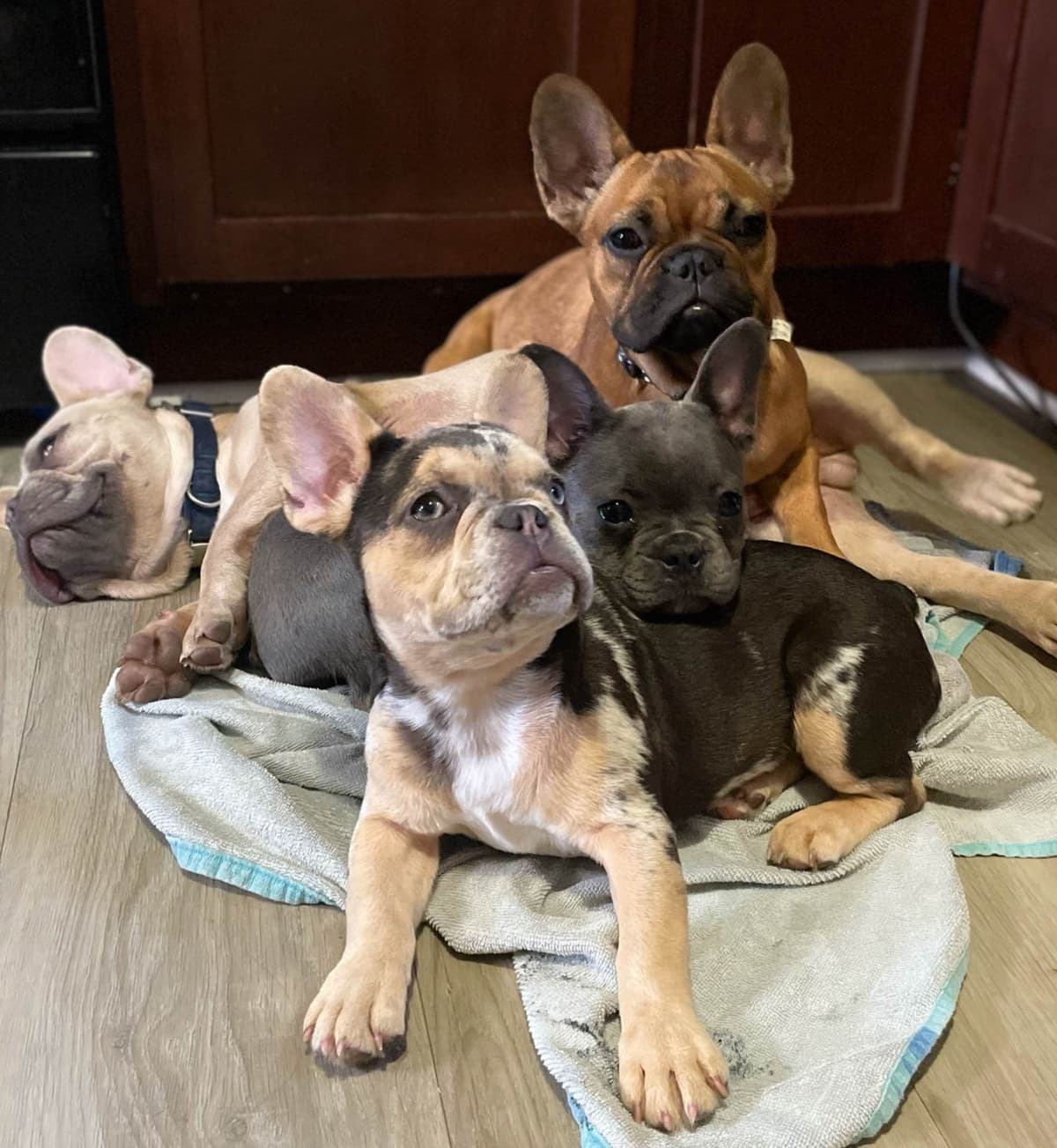 French Bulldog Puppies breeder image 1