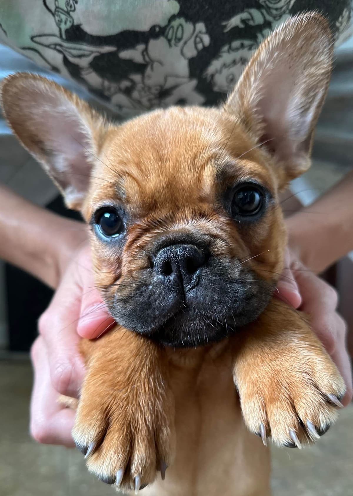 French Bulldog Puppies breeder image 2