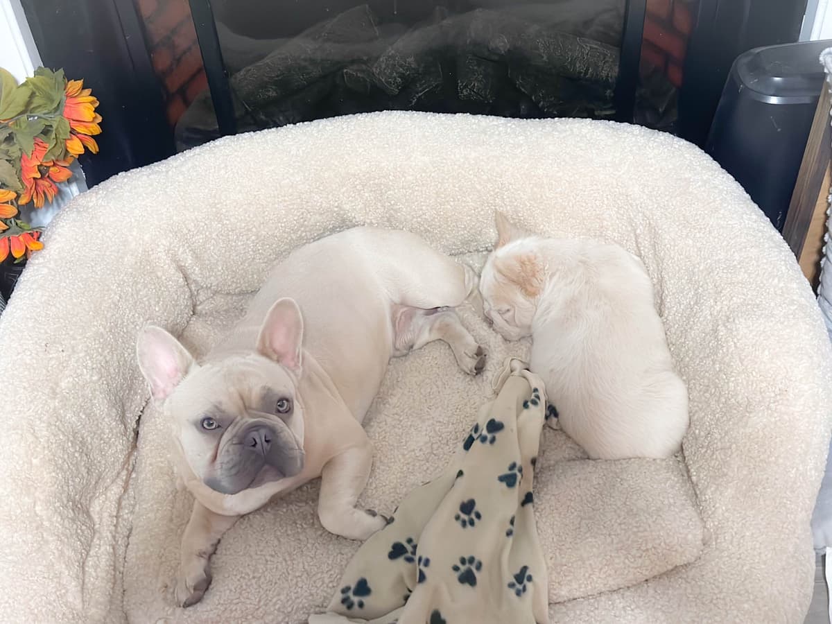 French Bulldog Puppies breeder image 3