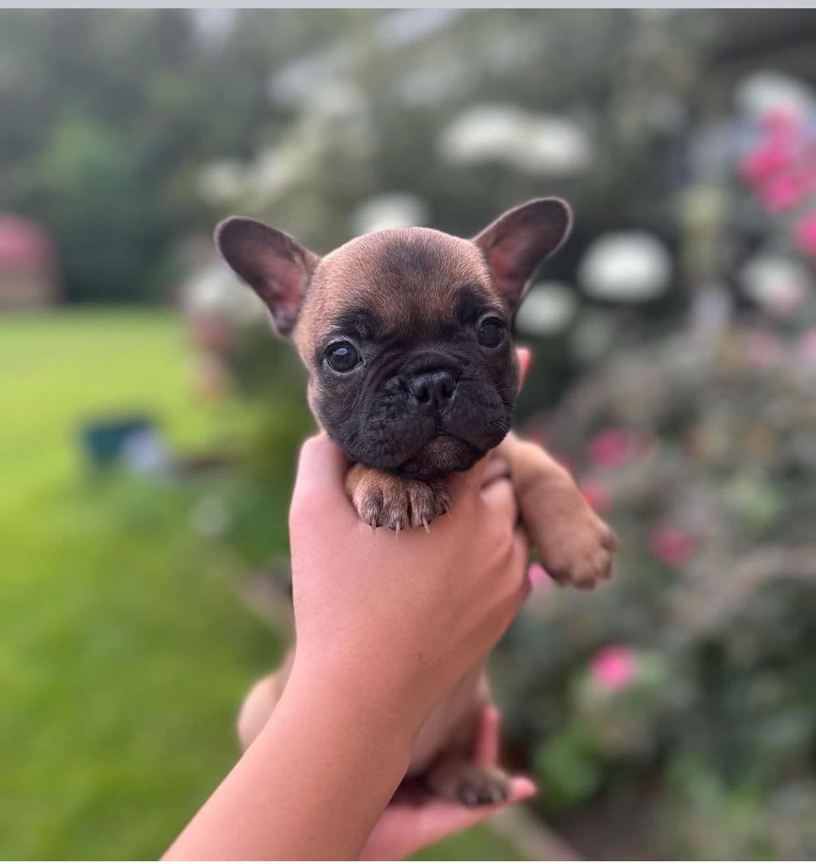 French Bulldog Puppies breeder image 4
