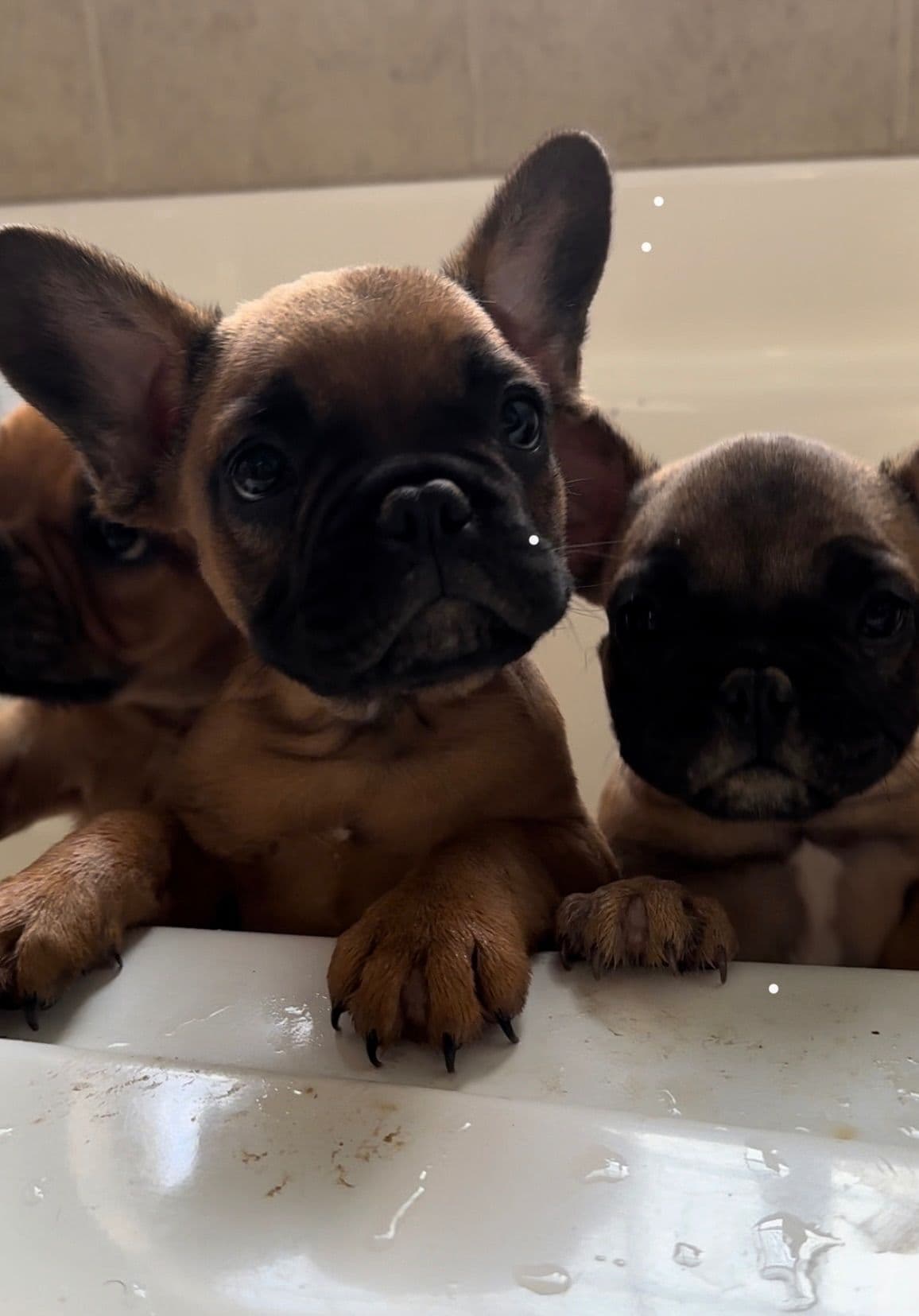 French Bulldog Puppies breeder image 5