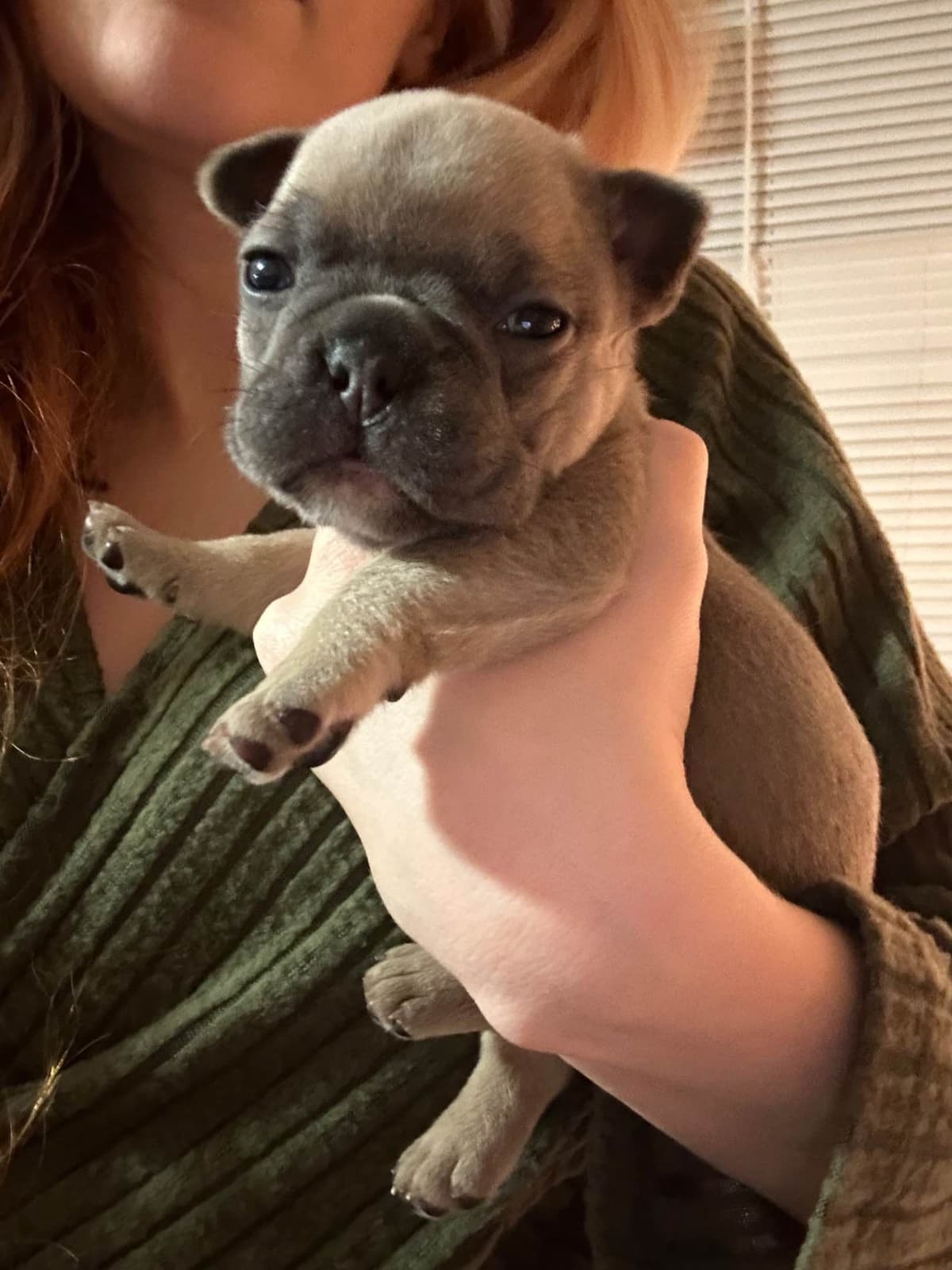 French Bulldog Puppies breeder image 6