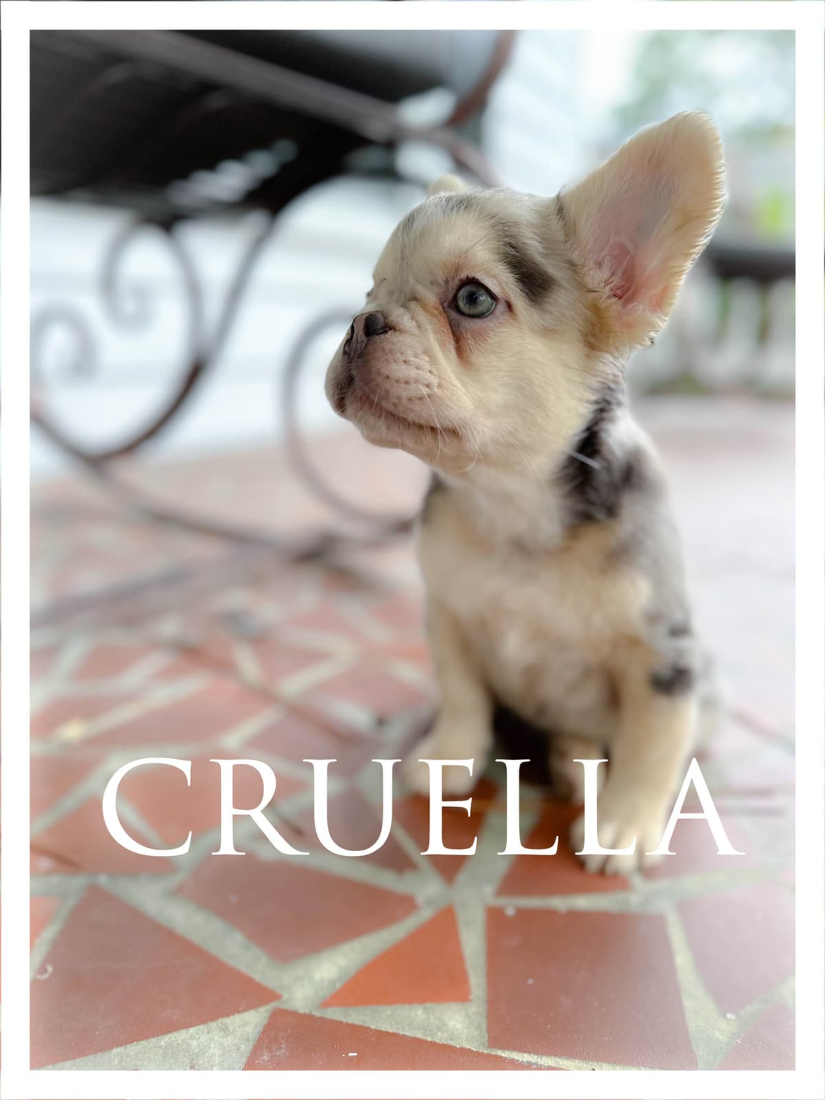 French Bulldog Puppies breeder image 8