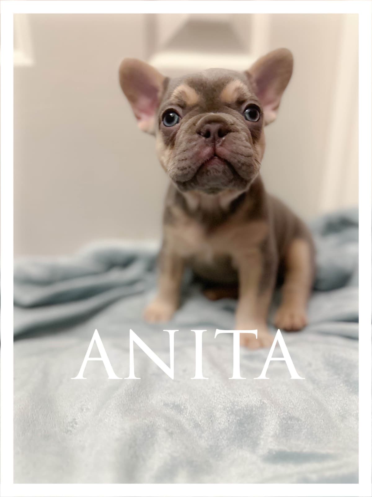 French Bulldog Puppies breeder image 9