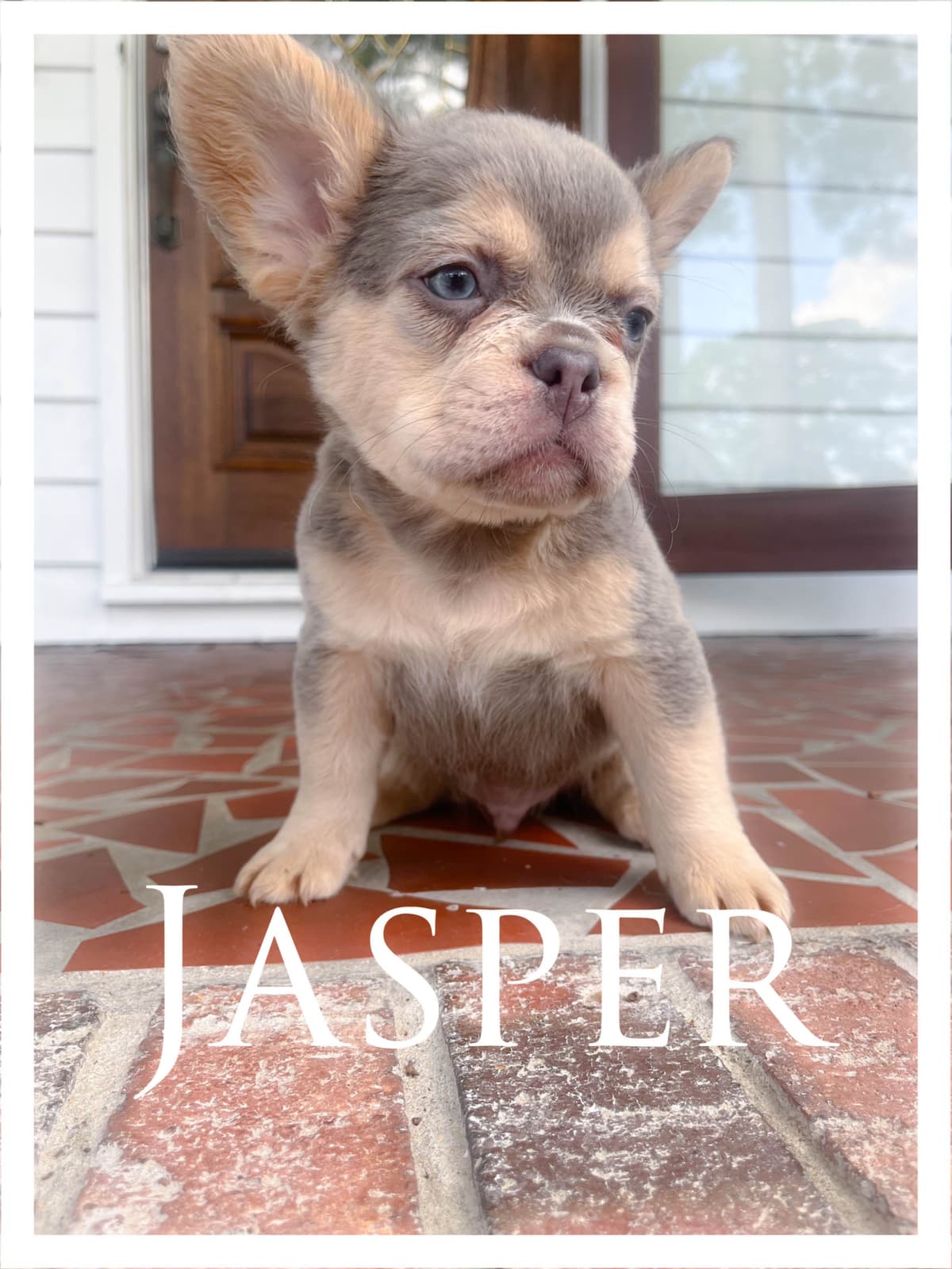 French Bulldog Puppies breeder image 12