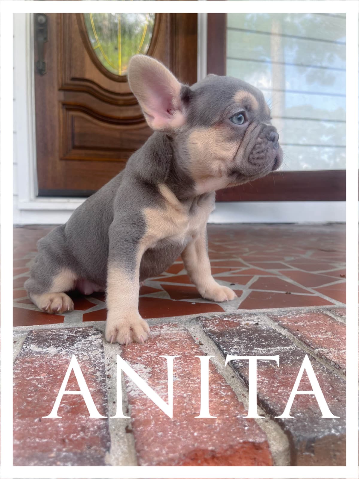 French Bulldog Puppies breeder image 10